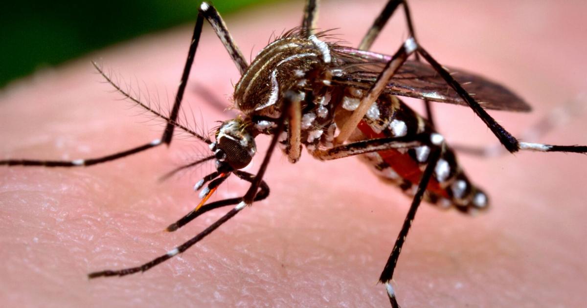 Unidad de Control de Vectores celebra 10 años vigilando al mosquito Aedes aegypti en PR