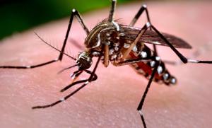 Imagen de la cobertura de: La Unidad de Control de Vectores cumple 10 años vigilando al Aedes aegypti
