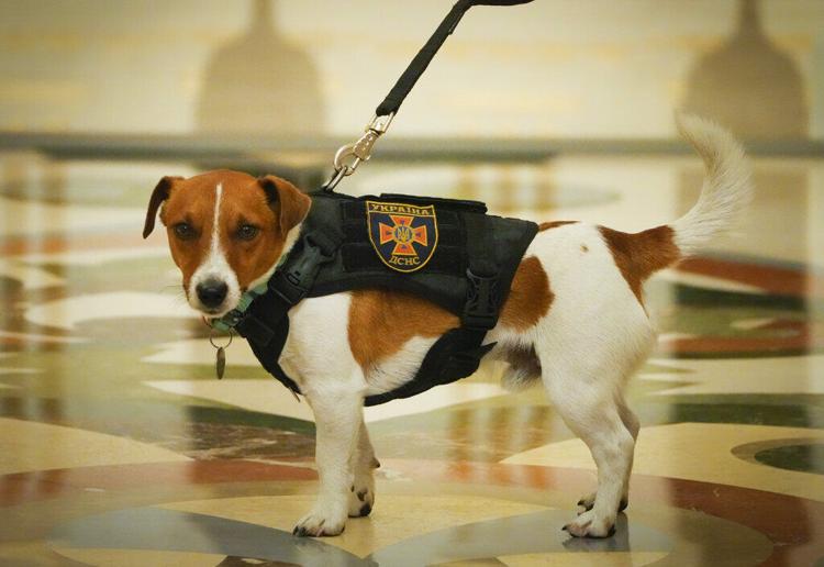 El "arma secreta" de los ucranianos que desconcierta a los rusos: un perro 62799875678fc.image