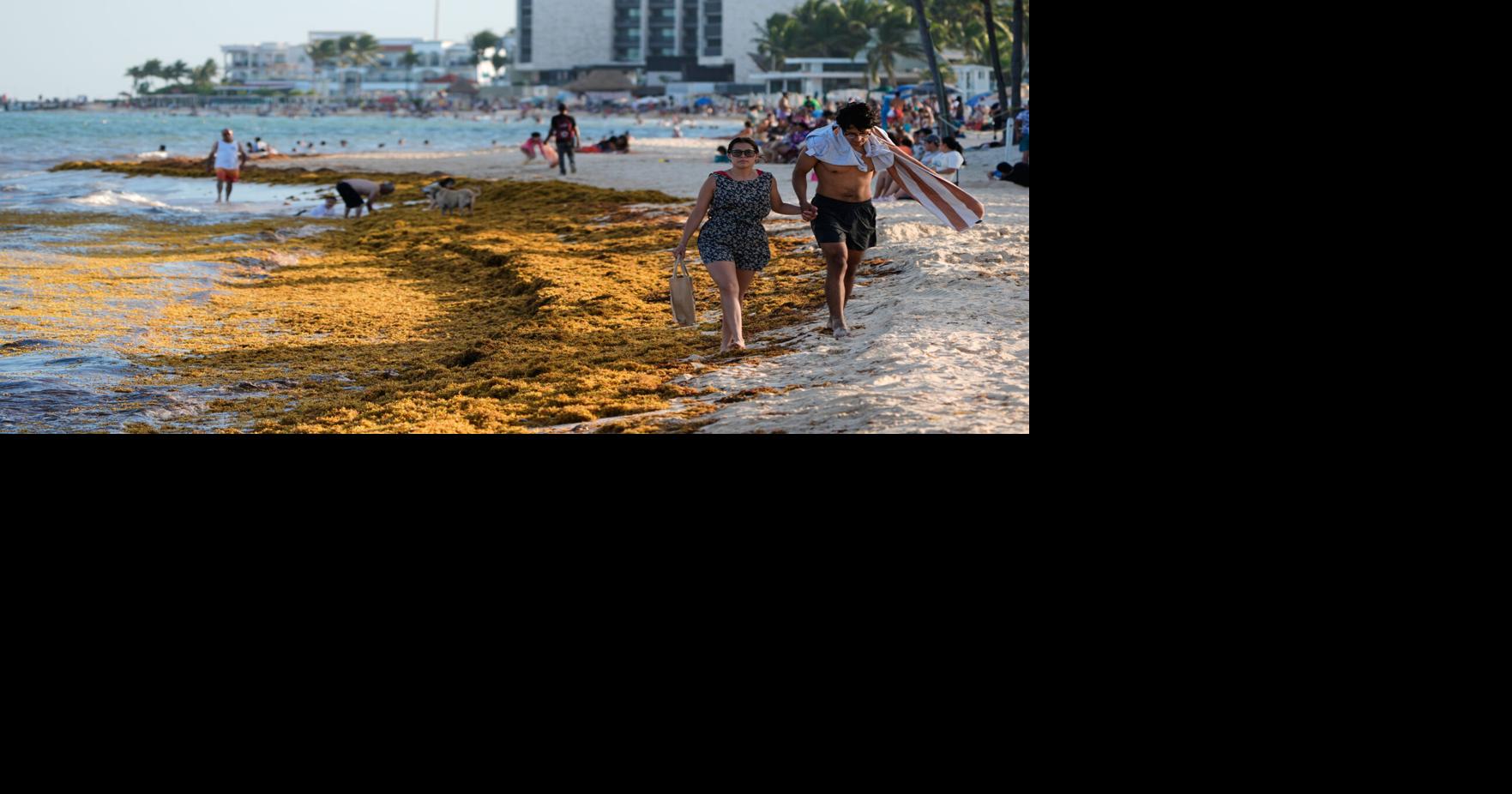 México invertirá más de $115 millones para combatir el sargazo en el Caribe