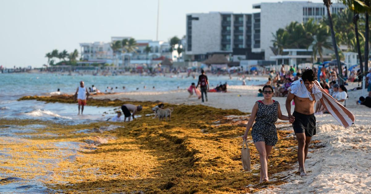 México invertirá más de $115 millones para combatir el sargazo en el Caribe