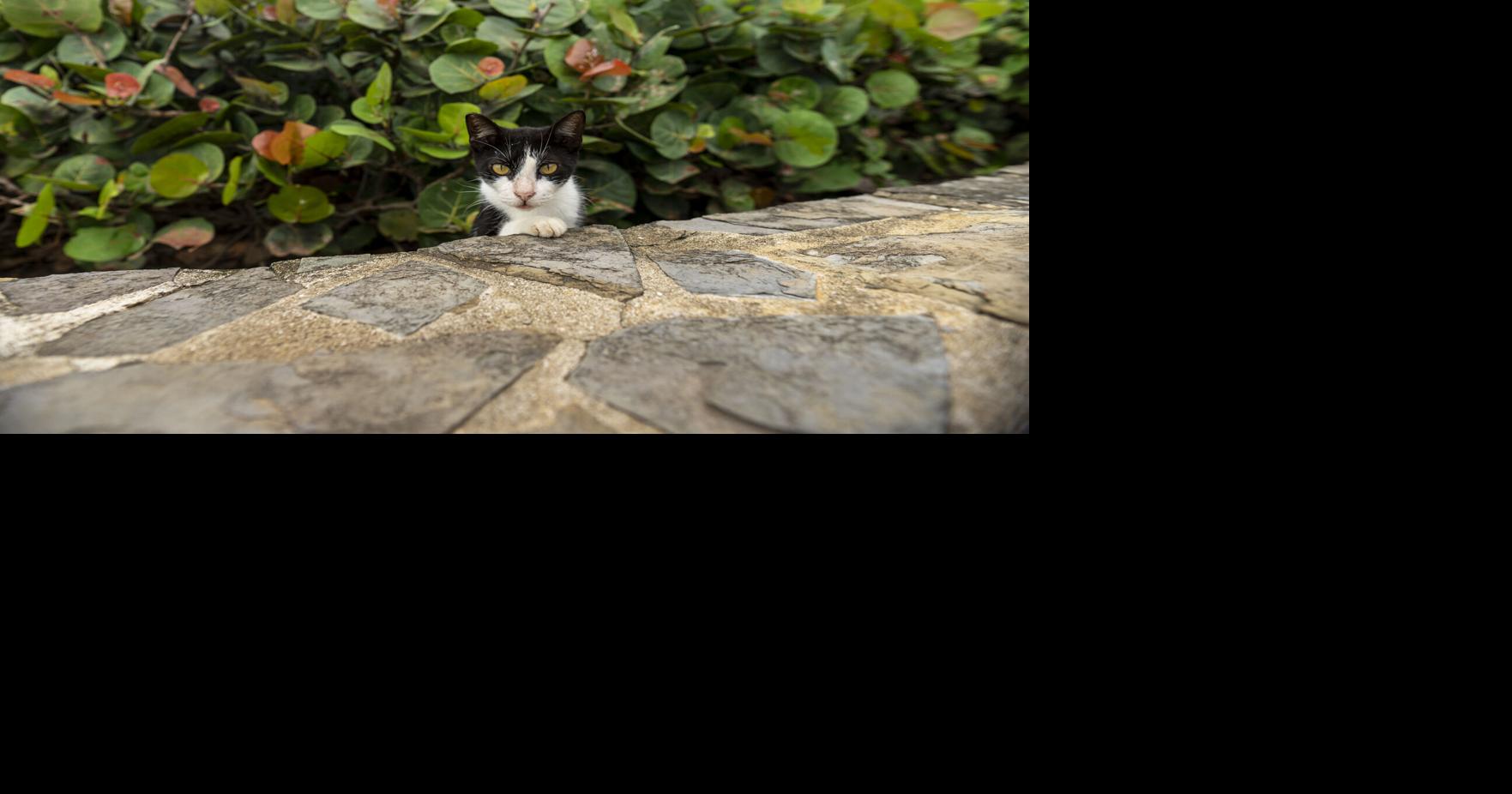 Comisionado residente interviene ante posible remoción de gatos del Paseo del Morro