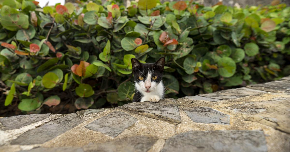 Comisionado residente interviene ante posible remoción de gatos del Paseo del Morro