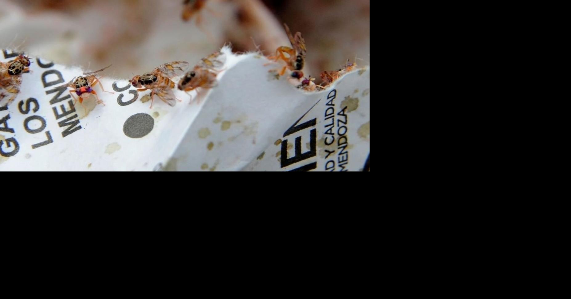 Agricultura decreta cuarentena en parte de la Isla por presencia de la mosca del Mediterráneo