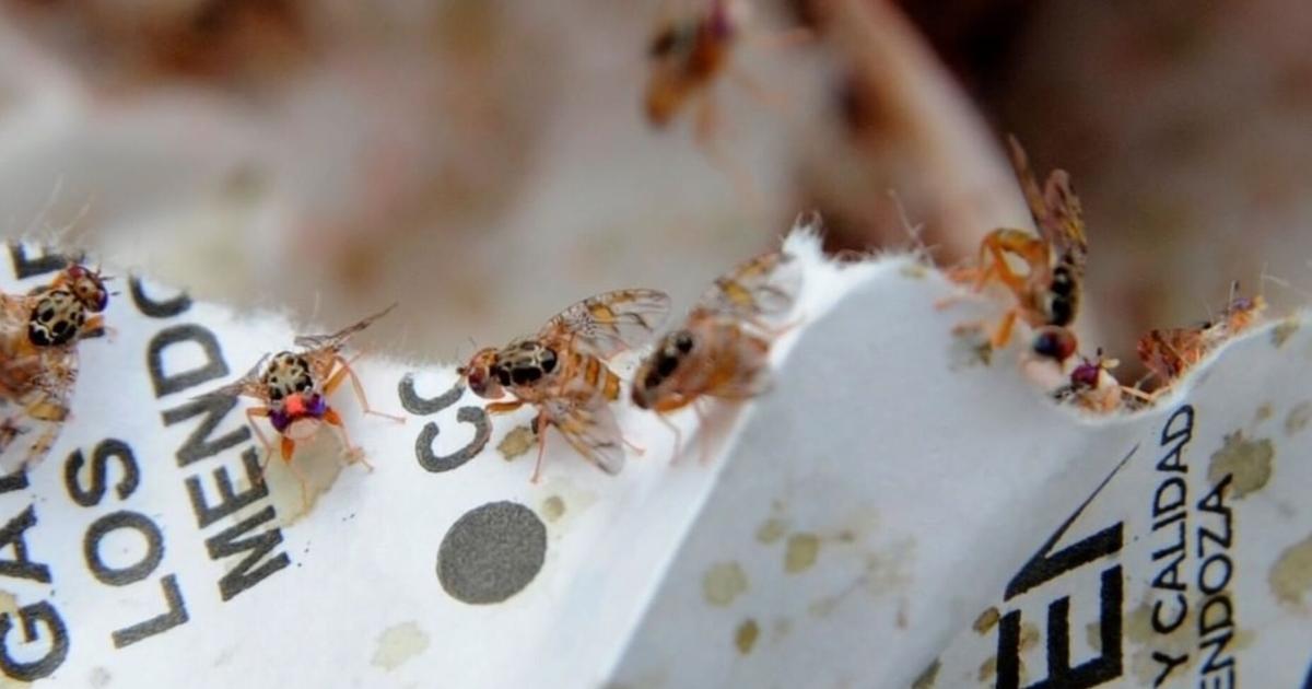 Agricultura decreta cuarentena en parte de la Isla por presencia de la mosca del Mediterráneo