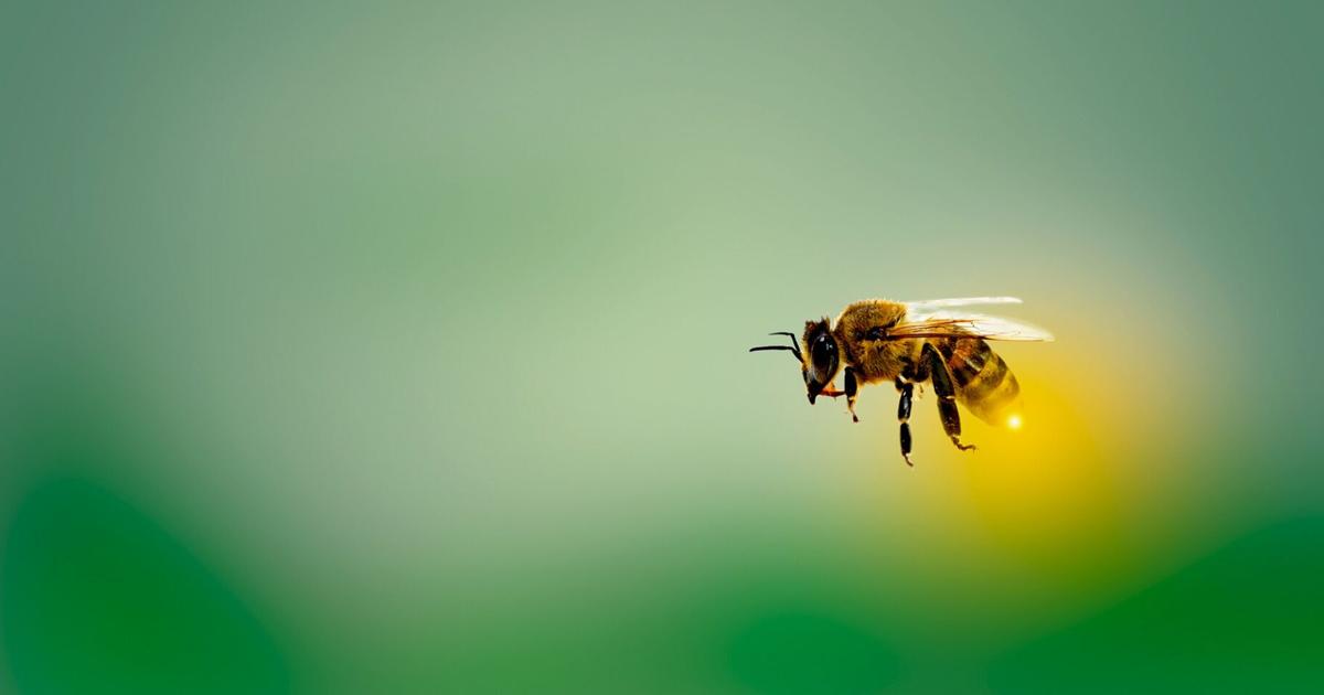Abejas, miel y educación ambiental protagonizarán feria apícola en Caguas