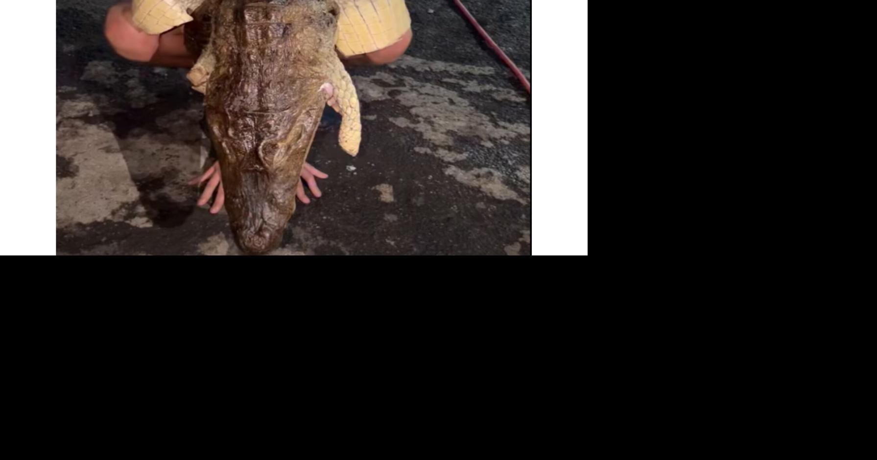 VIDEO: Gongo presume nuevo atuendo tras regalar 300 libras de carne de caiman
