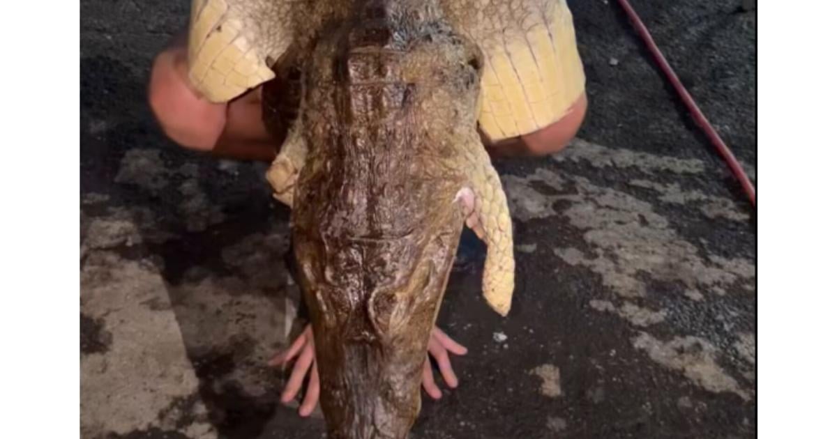 VIDEO: Gongo presume nuevo atuendo tras regalar 300 libras de carne de caiman
