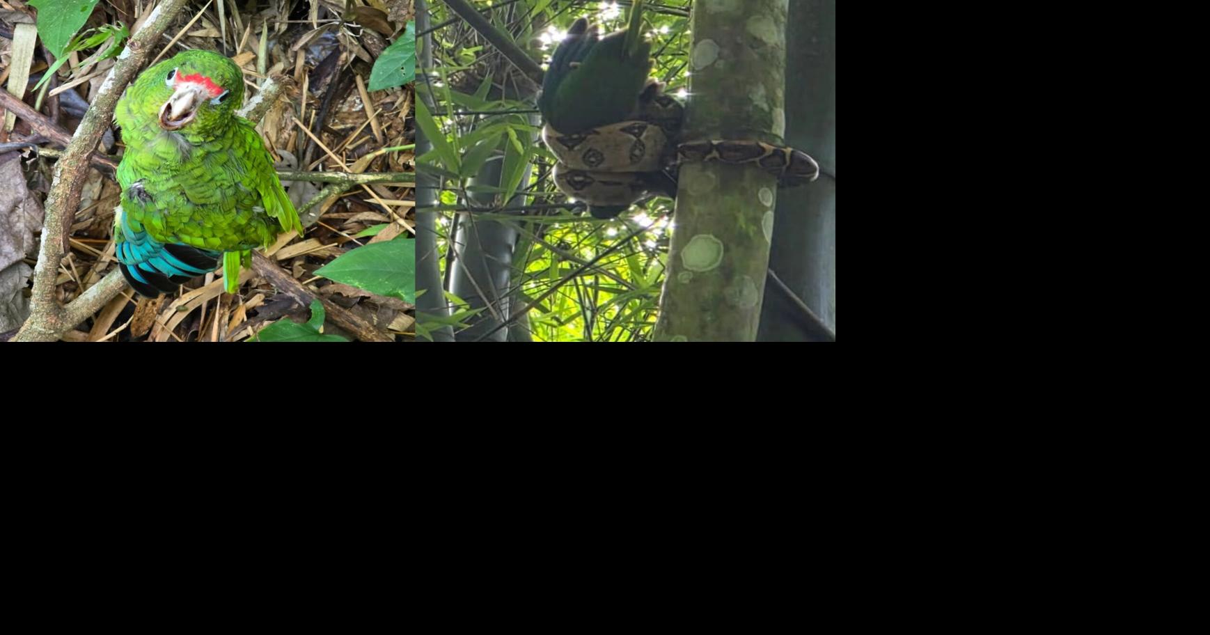 Rescatan cotorra puertorriqueña atrapada por una boa de cola roja en el bosque de Maricao