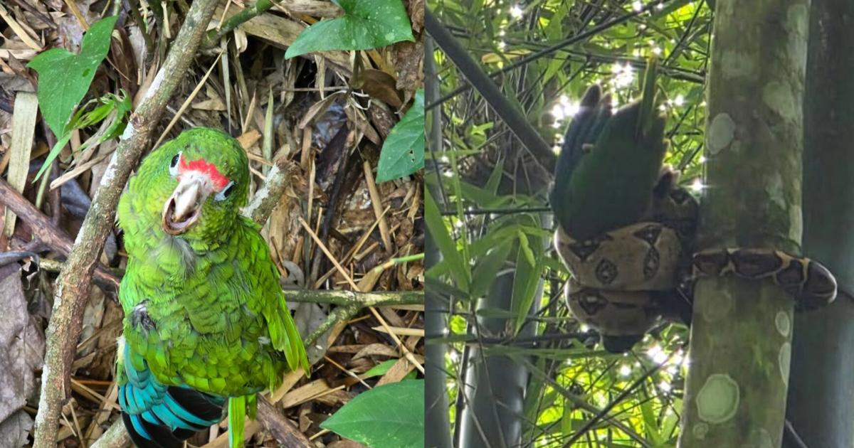Rescatan cotorra puertorriqueña atrapada por una boa de cola roja en el bosque de Maricao