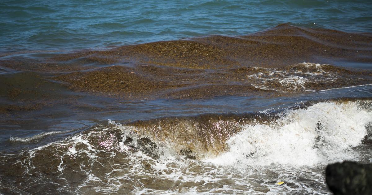 DRNA activa protocolo ante gran cantidad de sargazo en Cabo Rojo
