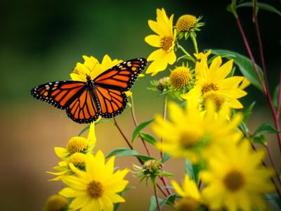Disminuye el número de mariposas monarca por "temperaturas extremas"