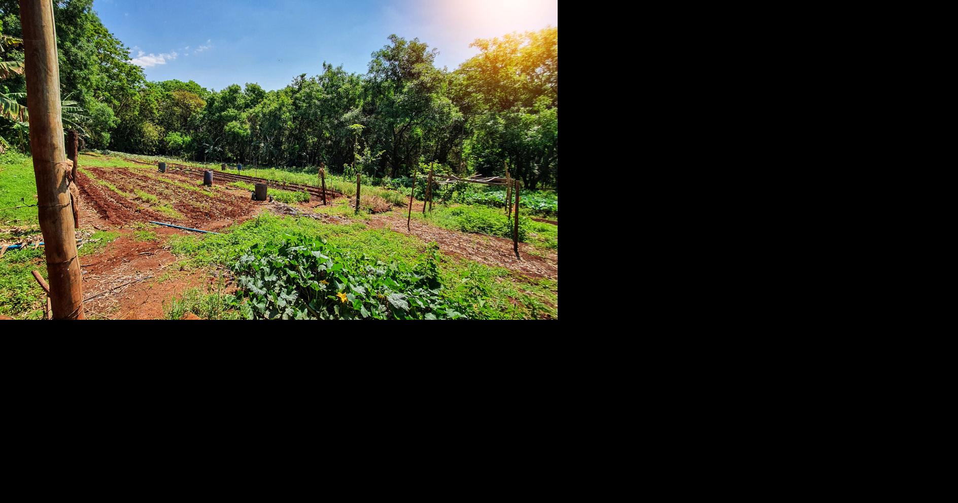Crean fondo para impulsar investigación agroecológica en Puerto Rico en honor a Ivette Perfecto