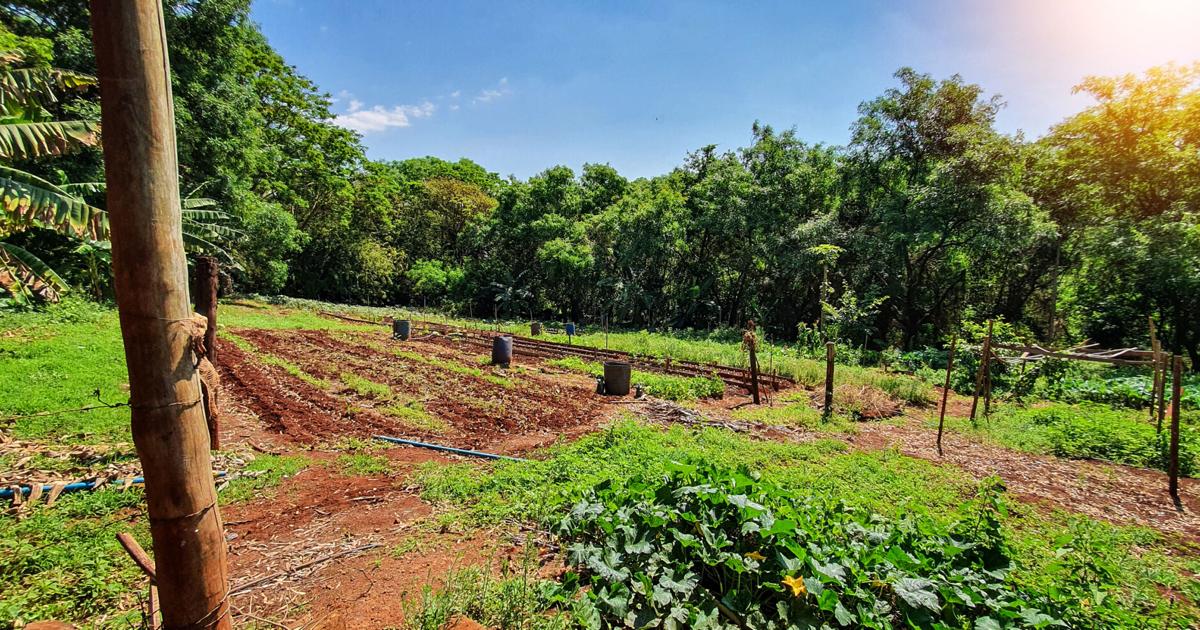 Crean fondo para impulsar investigación agroecológica en Puerto Rico en honor a Ivette Perfecto