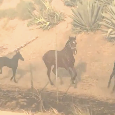 Caballo regresa por su familia en medio de incendios forestales