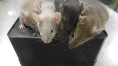 Por primera vez científicos crean ratones con células de dos machos