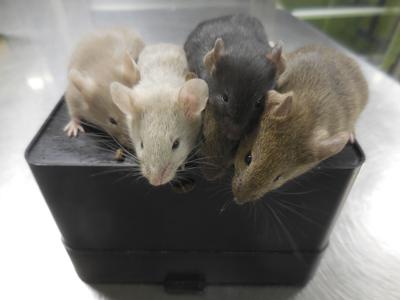 Por primera vez científicos crean ratones con células de dos machos
