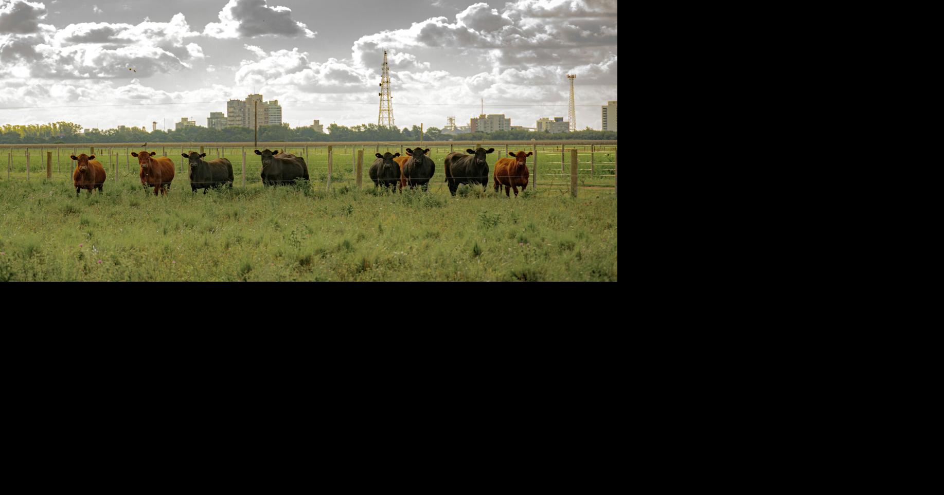 Agricultura refuerza medidas preventivas tras detección del Gusano Barrenador