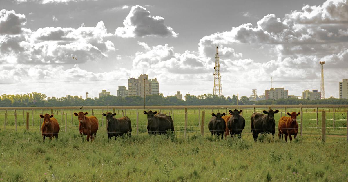Agricultura refuerza medidas preventivas tras detección del Gusano Barrenador
