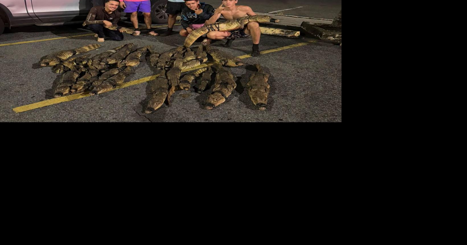 "Gongo" captura 41 caimanes en una noche y establece récord personal en el norte de PR
