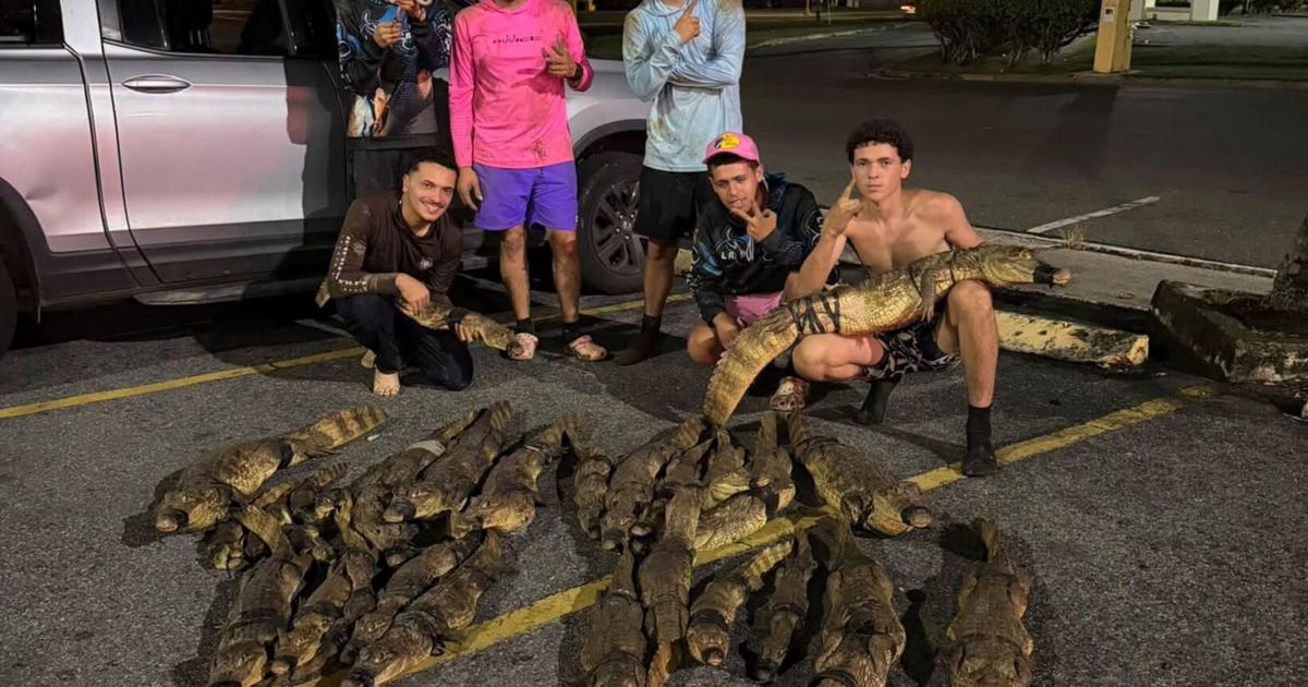 "Gongo" captura 41 caimanes en una noche y establece récord personal en el norte de PR