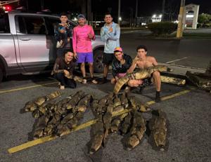 Imagen del artículo de El Vocero: “Esto no es normal”: Gongo captura 41 caimanes en una noche y rompe su récord personal