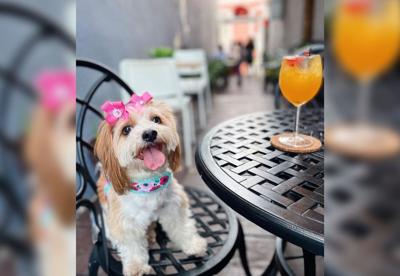 Continúa la segunda edición del "Pet Friendly Restaurant Week'" con ofertas para ti y tu mascota