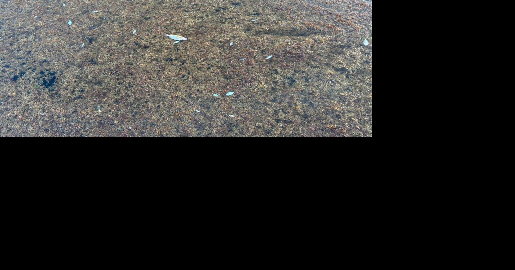 Piden intervención urgente del DRNA por sargazo y muerte de peces en Culebra