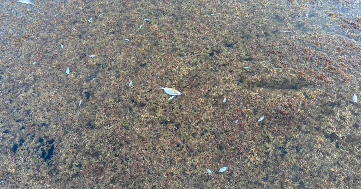 Piden intervención urgente del DRNA por sargazo y muerte de peces en Culebra