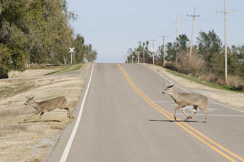 Deervehicle crashes increase in fall News