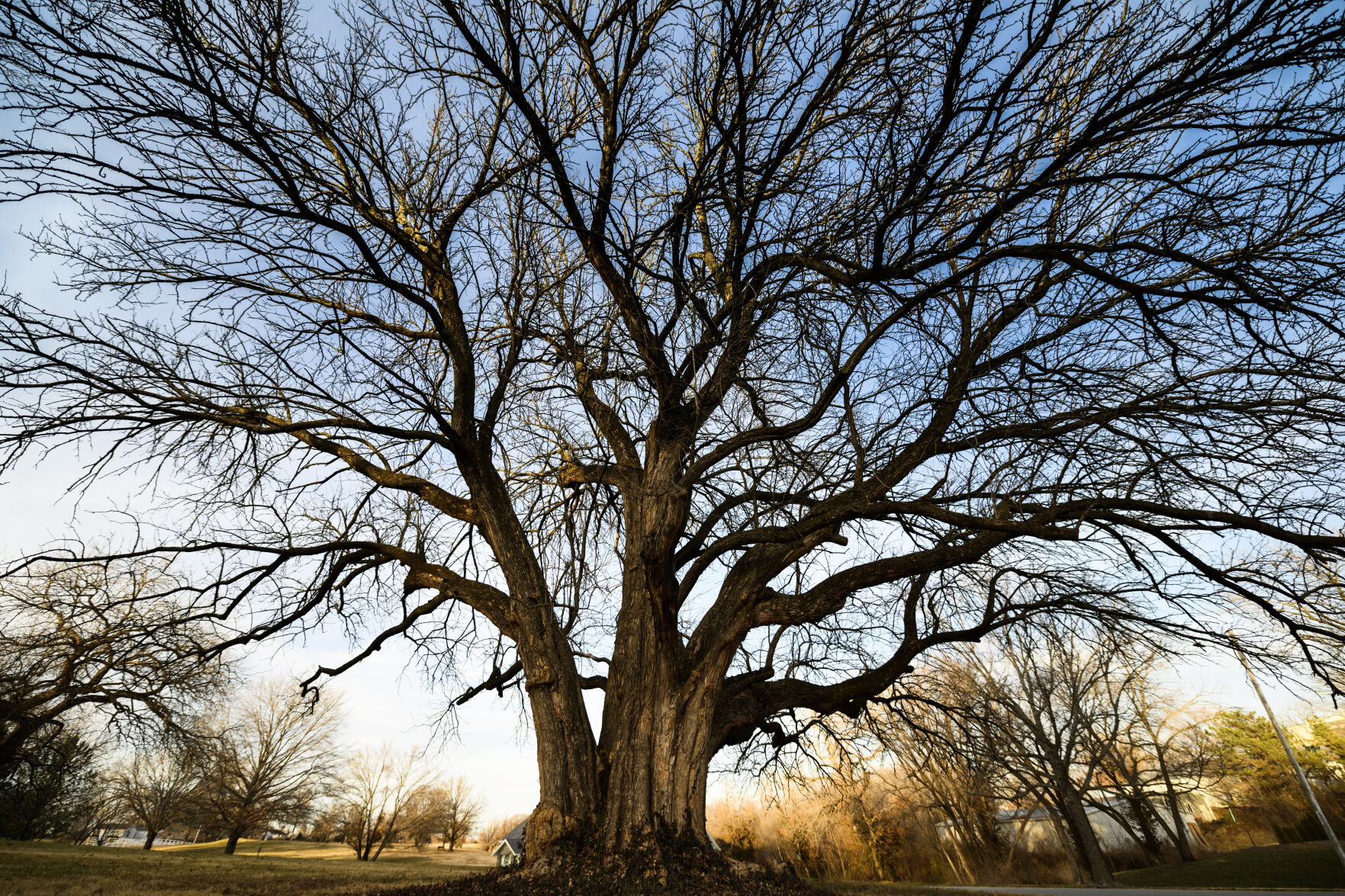 These roots are strong: Award-winning Osage Orange tree flourishing in Emporia - Vimarsana News