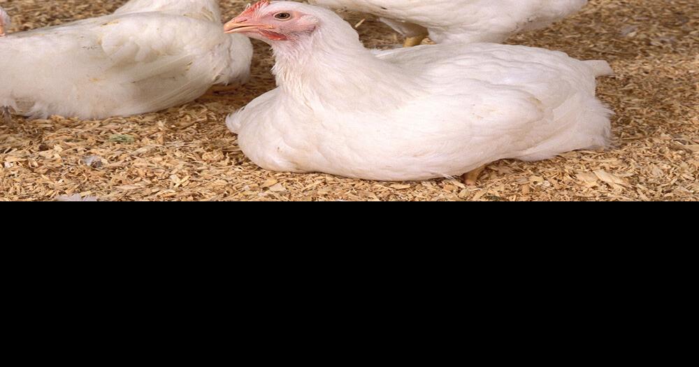 City to allow residential chickens beginning Jan. 1 Free