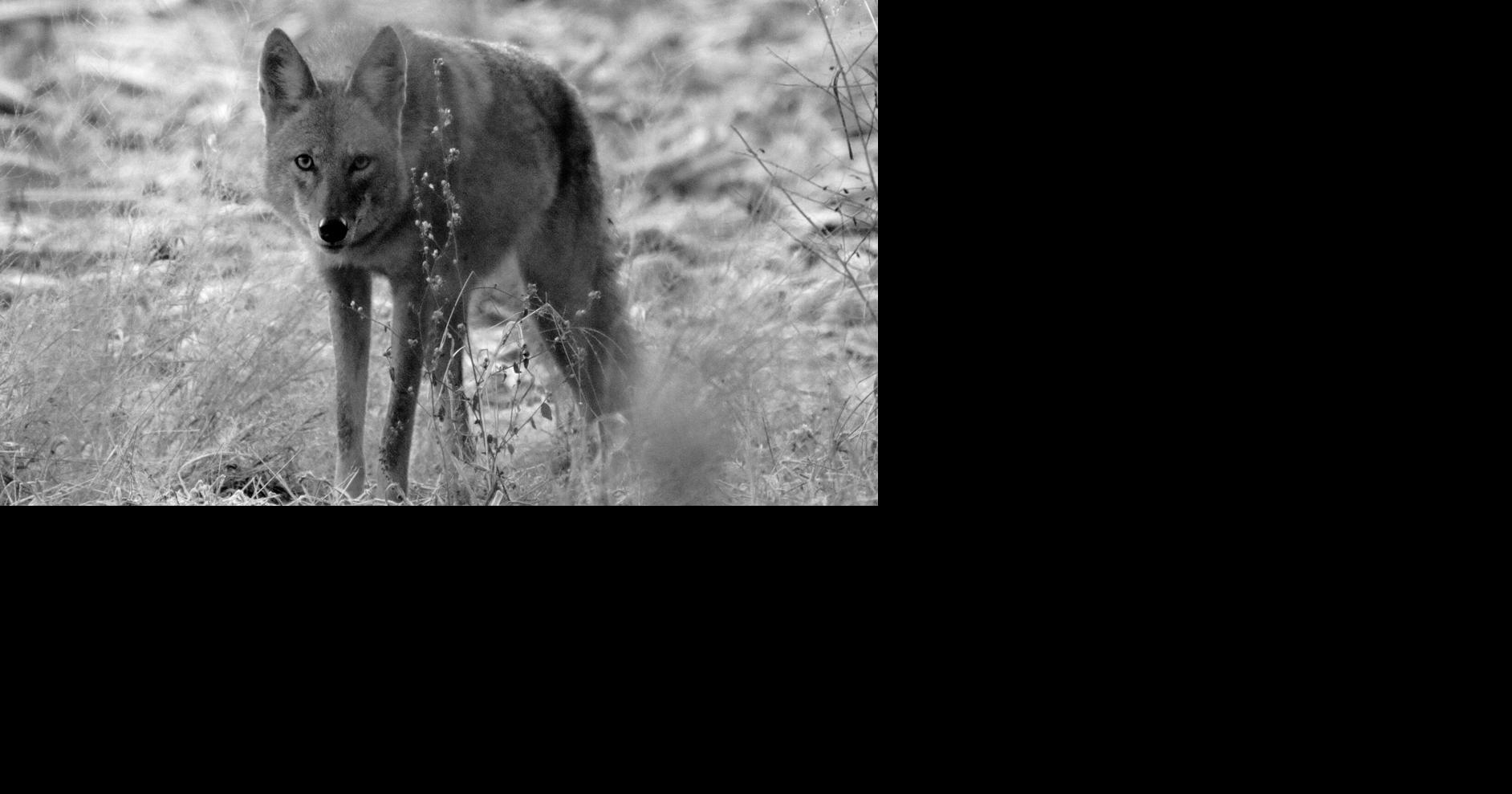 Stories & Songs of the Flint Hills