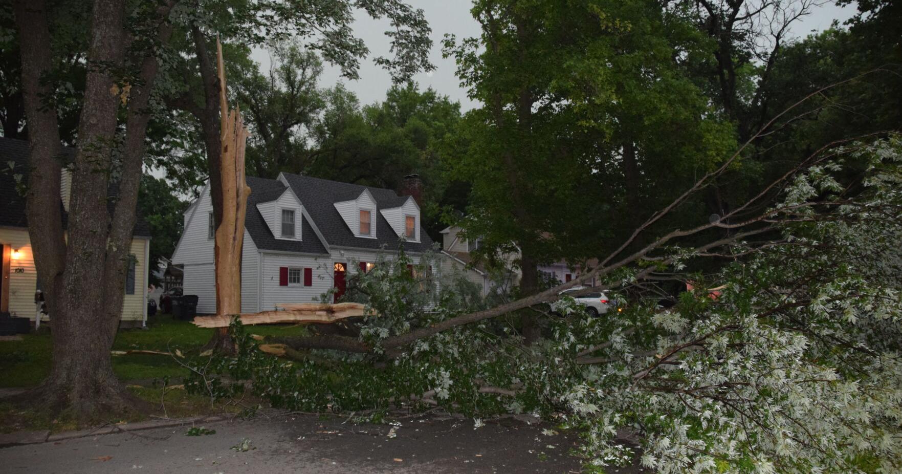Lightning strike fells tree on Lawrence Street - Vimarsana News
