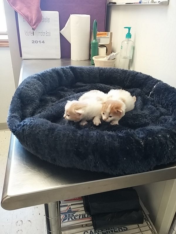 Humane Society takes over Emporia Animal Shelter News