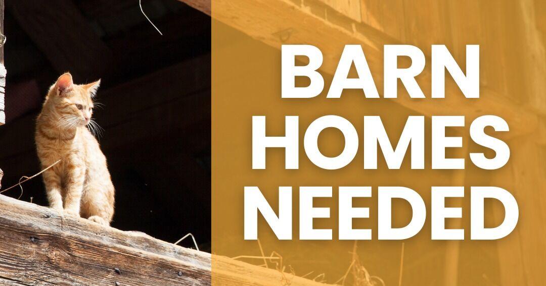 Working Barn Cat Program Launched by Street Cats Club | Free ...