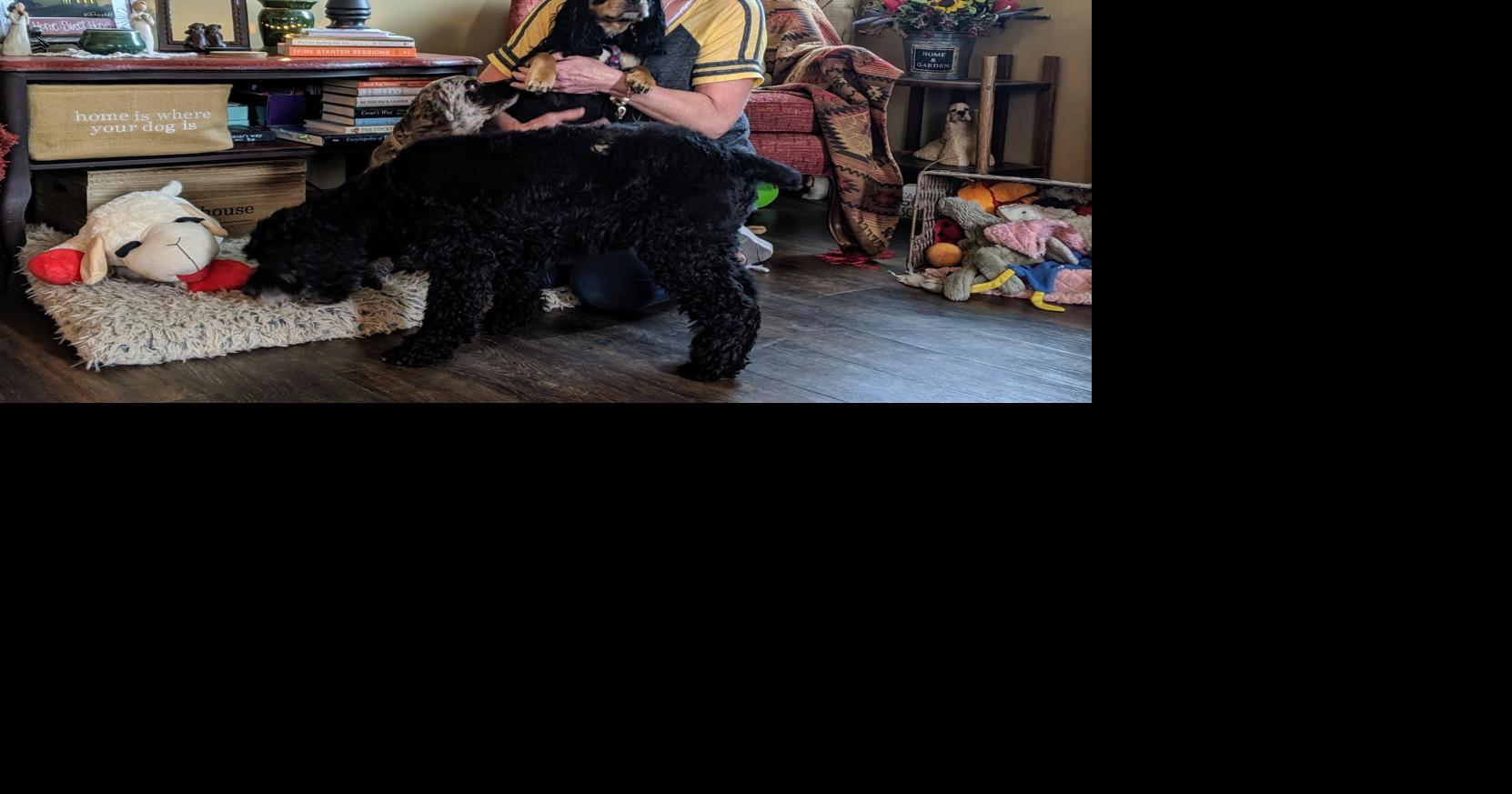 Cooper expands Cocker Spaniel rescue through merger | Latest News And ...