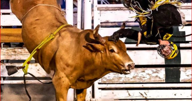 Bull Riding Group Advances Sport To Higher Level Of