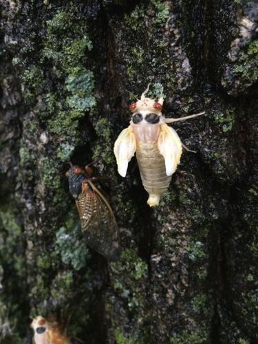 17-year cicadas swarm the area, News