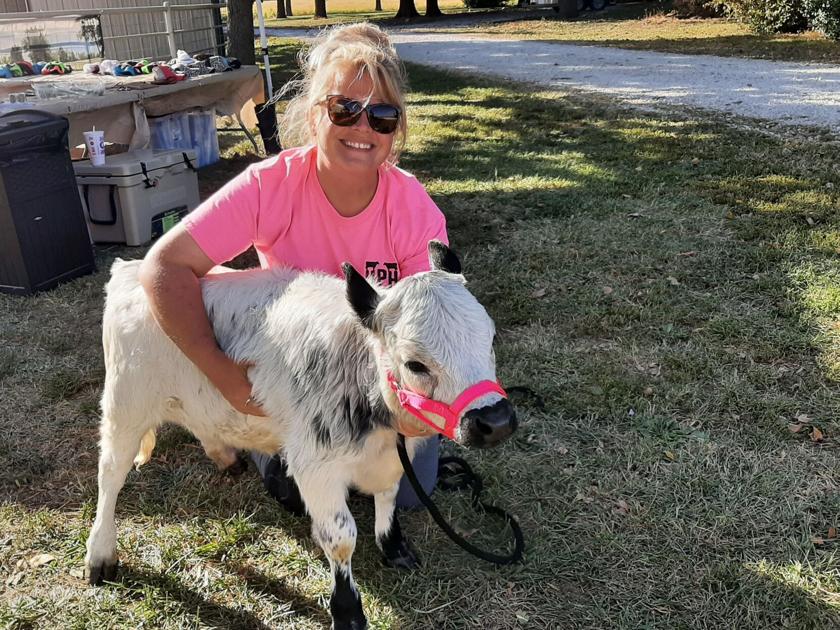 Mini Cows Produce Big Rewards For Reading Rancher Gaz Emporiagazette Com