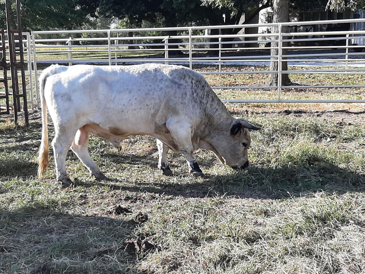 How Fast Can Cows Run Mph All About Cow Photos