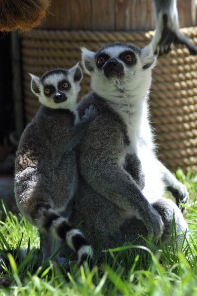 Down To The Wire To Name New Lemur 