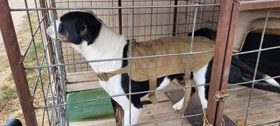 Stolen El Dorado dog found near Swope Park