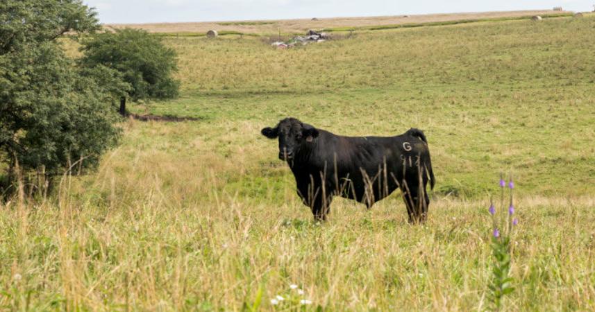Cow Camp 2026 prepares women to lead in cattle industry