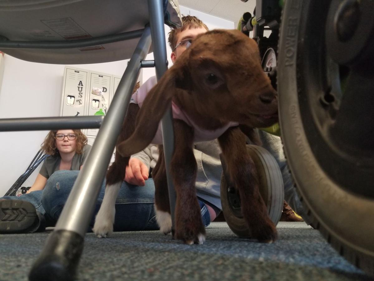 Tiny Goat Brings Big Joy To Journeys Gaz Emporiagazette Com
