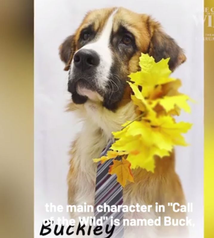 The Call Of Hollywood Emporia Shelter Dog Stars In Major Film Area News Emporiagazette Com