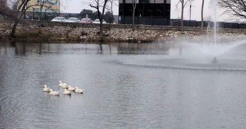 Two Lyon County Lakes Under Advisories for Blue-Green Algae