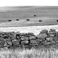 Stories and Songs from the Flint Hills