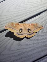 PAROC celebrates moths, offers tips for conservation