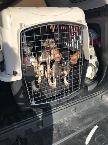 el rat terrier ama a los niños